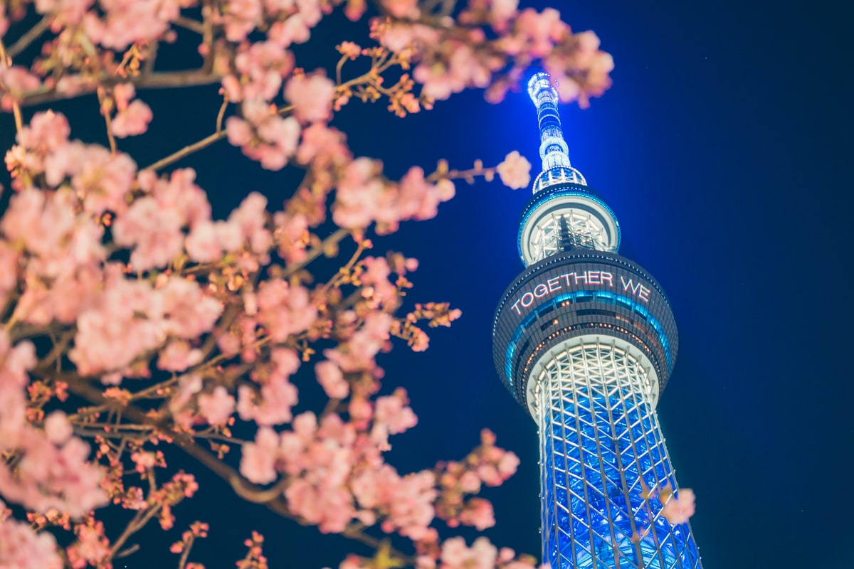 東武橋から撮影した河津桜とスカイツリー