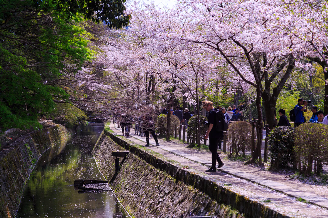 桜が咲く哲学の道の写真