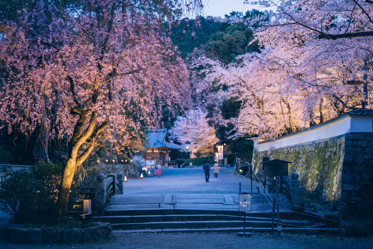 ライトアップされる三井寺の桜