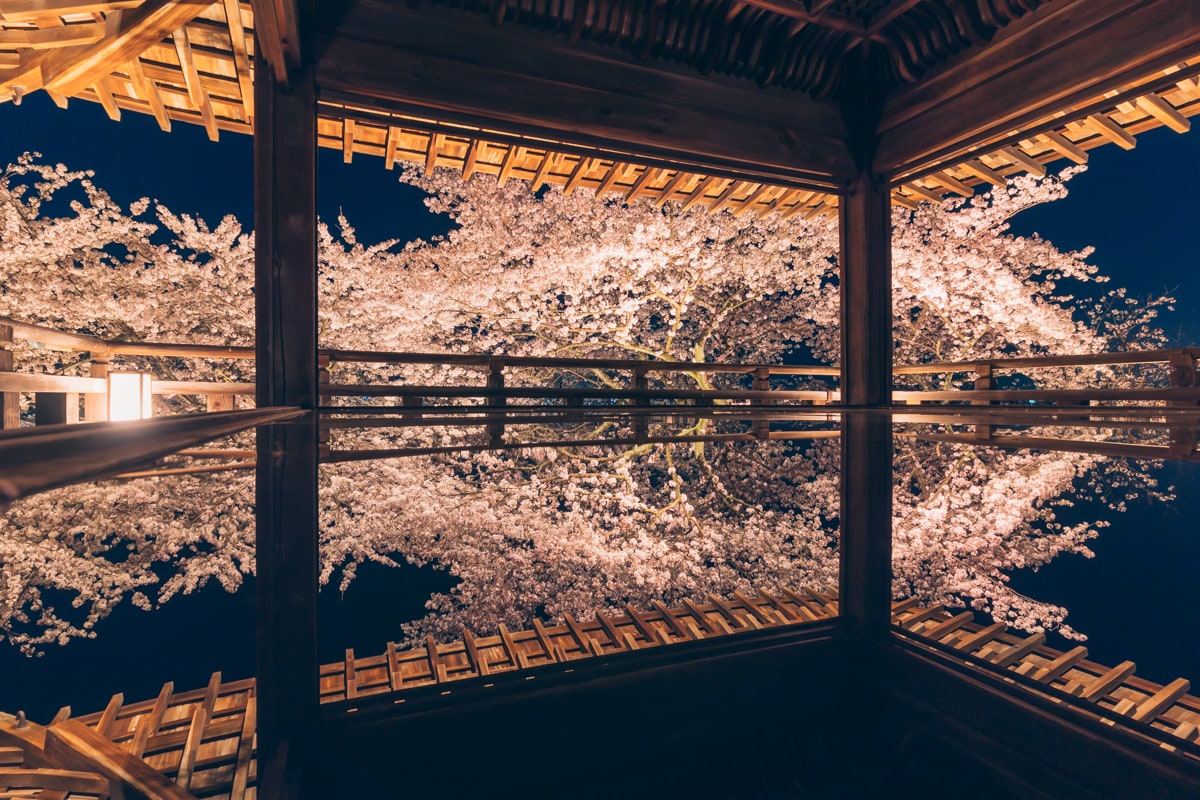 三井寺の観月舞台から撮影した夜桜のリフレクション