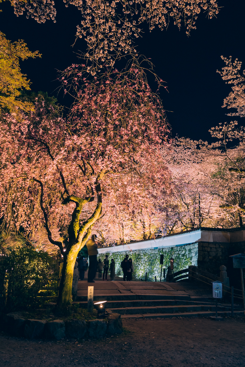 三井寺の夜桜ライトアップ
