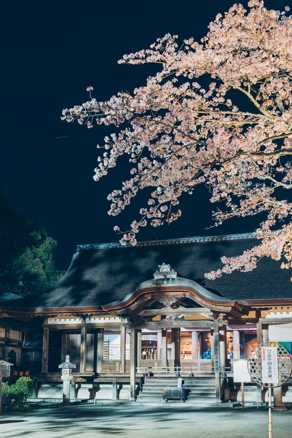 三井寺釈迦堂と夜桜